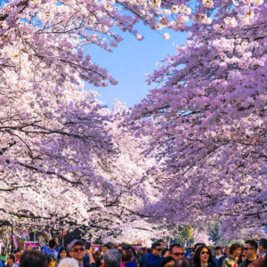 Case Study : Japan & Cherry Blossom